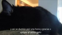 Las travesuras del Señor Gato Peluquero dormilon