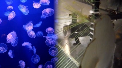 Nuclear Power Has a Jellyfish Problem, JEROS is the Solution