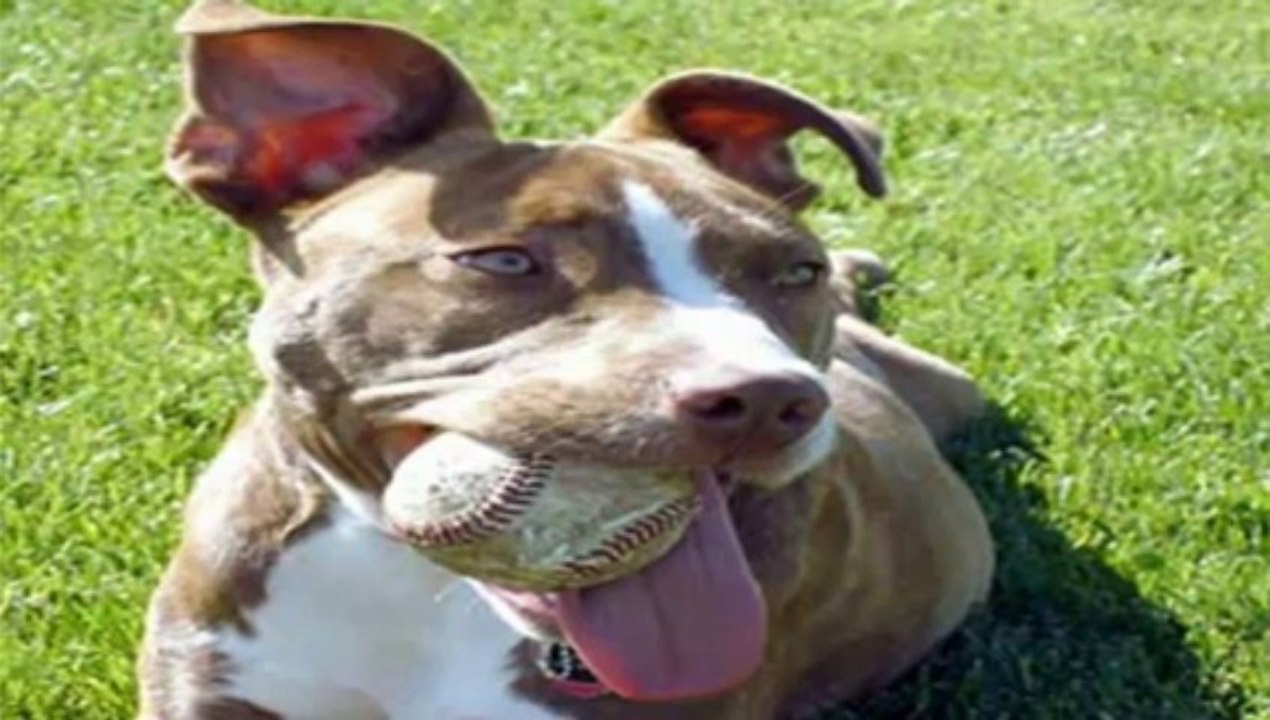 Pet Obedience Training - The Online Dog Trainer