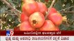 TV9 Segment: 'Kayaka Yogi' : Shantaveera Swami Makes Huge Profits from Pomegranate Farming