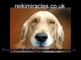 Usui Reiki Healing Testimonial for Animals Funny Liz Rojek