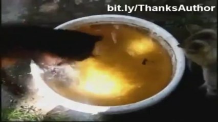 Kim Demiş Kediler Suyu Sevmez Komik Kediler.eREN