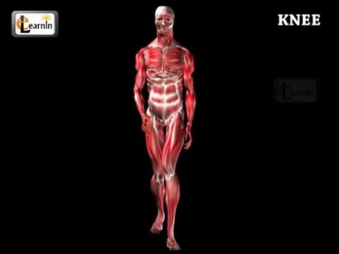Knee anatomy | Knee joint anatomy | Human Anatomy and Physiology video 3D animation | elearnin