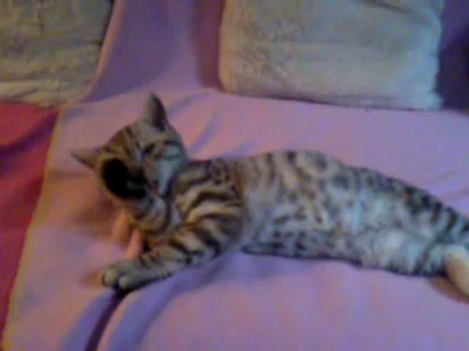 Iggy fait sa toilette 18/09/2013