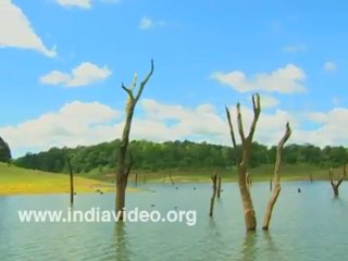 Wildlife Periyar Thekkady Kerala