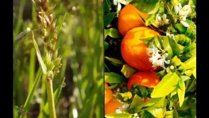 THIERRY MUGLER Alien Eau De Parfum Spray