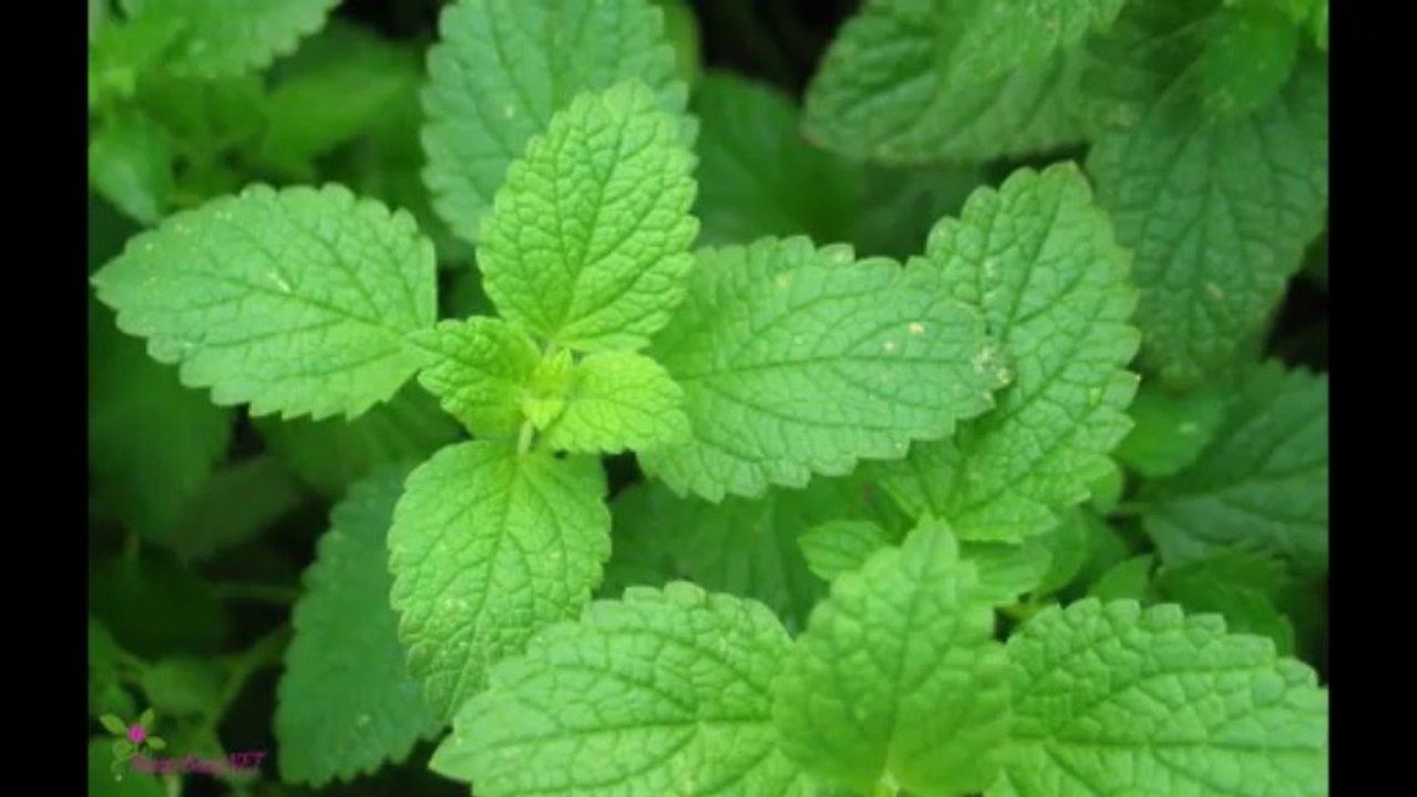 AMERICAN CREW Citrus Mint Cooling Conditioner