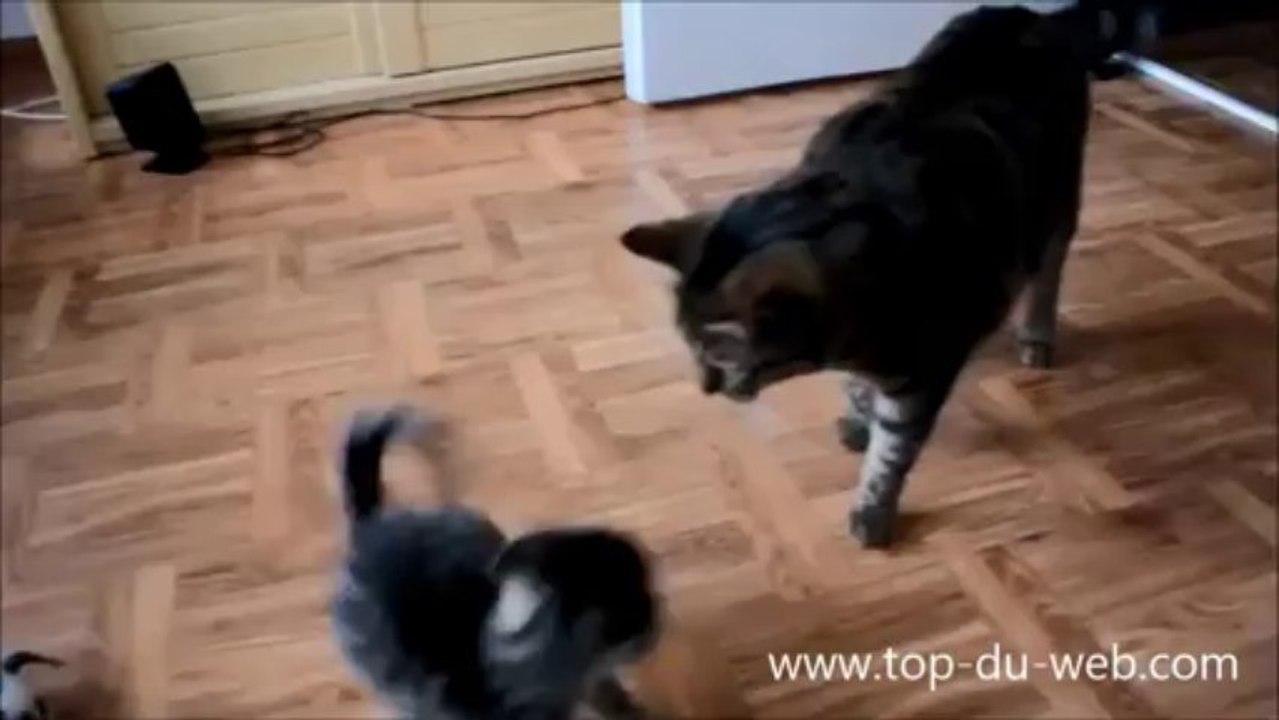 Chat fou petit sera chat fou grand !