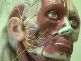 Muscles of the Head (Human Anatomy lectures) Human Physiology VidCast