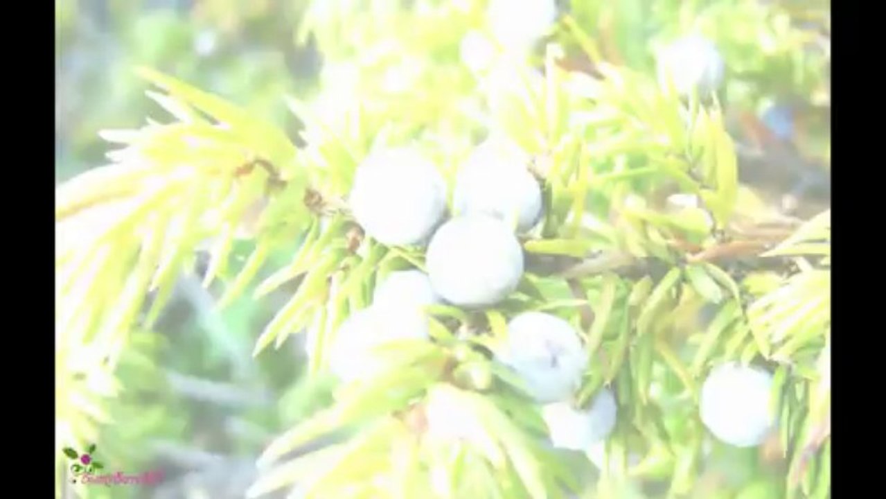 LACOSTE Lacoste Essential Sport ED