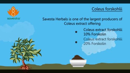 Coleus Forskohlii Extract - From Savesta Herbals