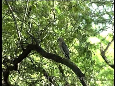 Shikra, a raptor perched on the branches of a keekar tree