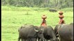 Buffaloes grazing in the green meadows: Rajasthan village