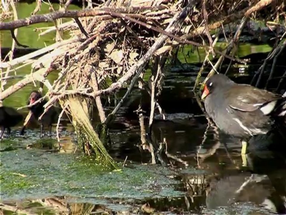 La gallinule poule-d'eau