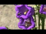 Canterbury Bells or Campanula medium