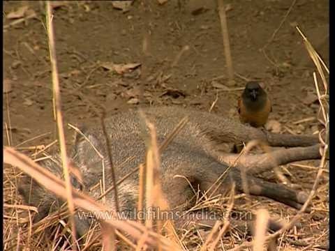 Wild boar with a bird on his back - Sariska National Park