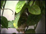 Tailor bird feeding chicks