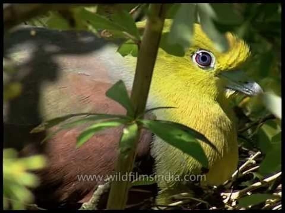 Kokla hariyal or Wedge-tailed Green Pigeon sitting on eggs