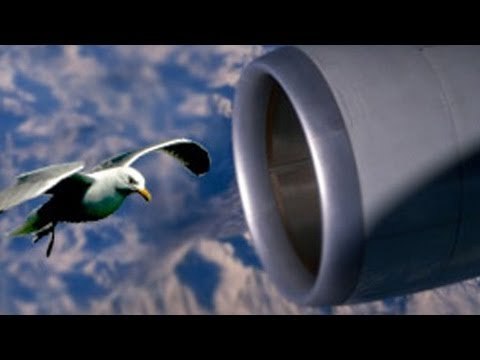 Southwest Airlines jet lands safely after bird strike