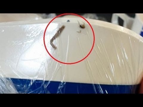 EW! Cockroach found in Bangkok Airways airplane food