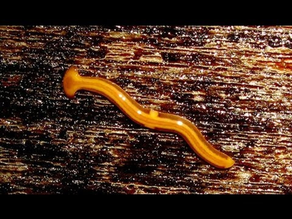 Worms regenerate decapitated heads with memories