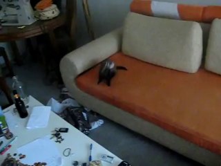 Dorky Ferret Misses Table!!