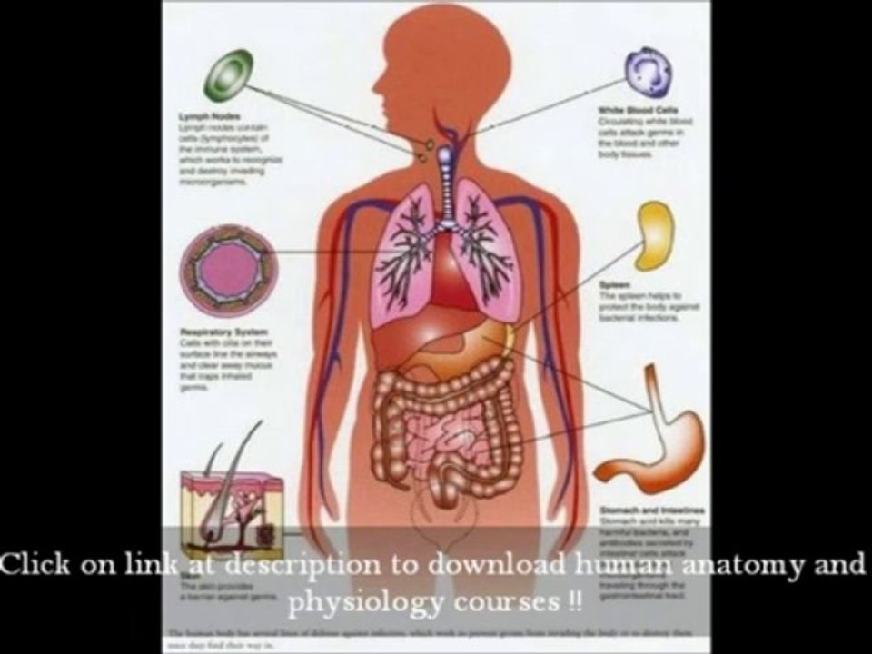 Human Anatomy And Physiology Books Elaine n Marieb - Anatomy Study Course Online College