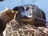 Kedi yemek için timsaha kafa tutuyor