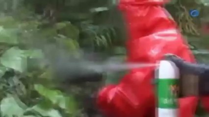 Al menos 41 muertos, en China, tras ataques de avispas gigantes