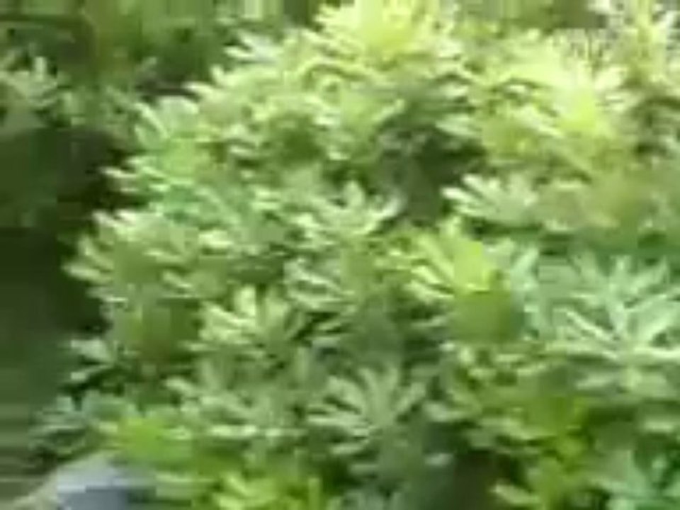 Fat Burning Furnace - Fat Burning Furnace Review Scam