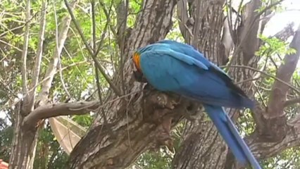 PLANETA TERRA   A NATUREZA SIMPLESMENTE - BANDA NAMASTÊ
