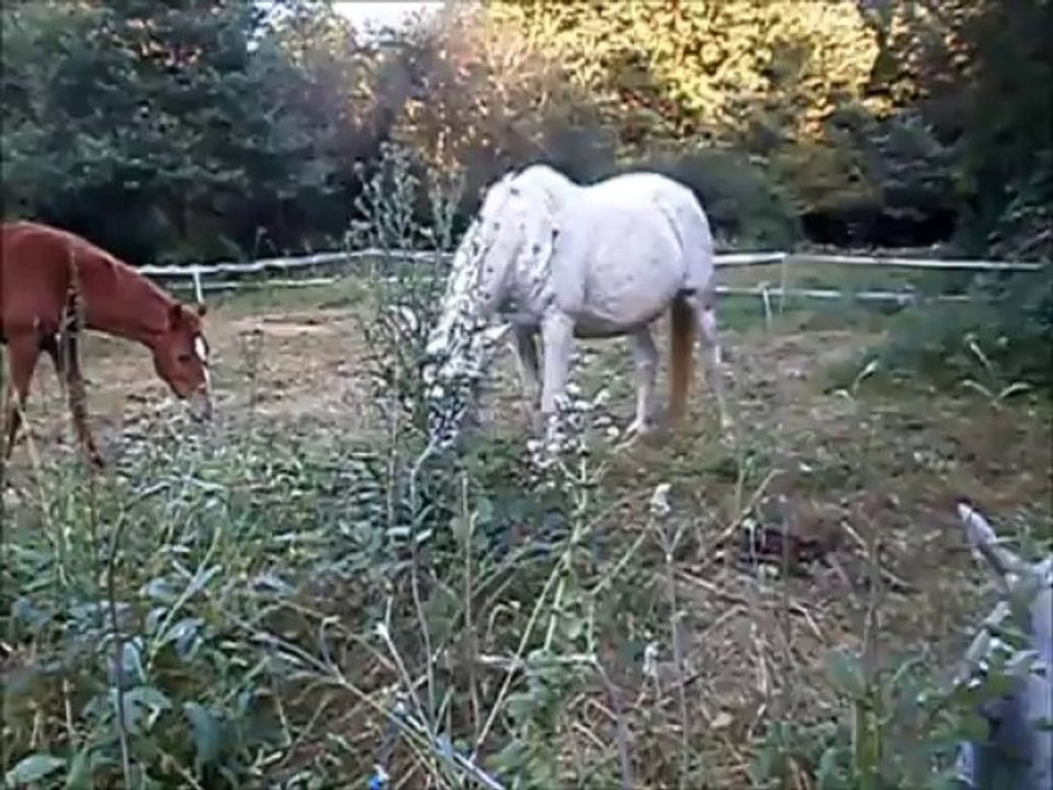 TROUPEAU de Chevaux en liberté