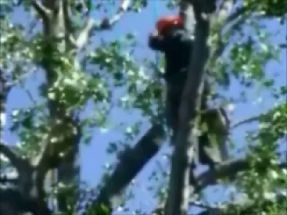 MEN WORKING IN TREES: The Opera