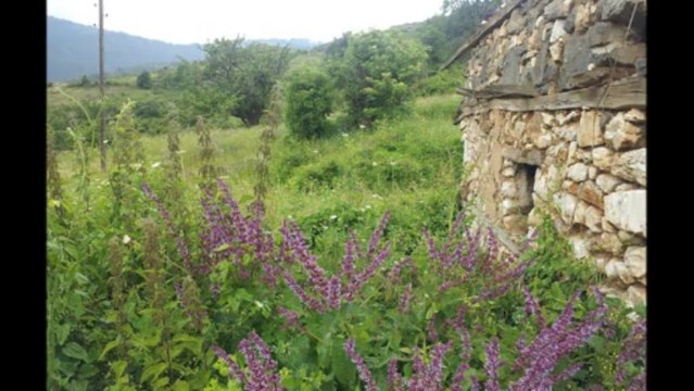 Sali dhe Feriz Krasniqi - Kanga Ura e Shejt