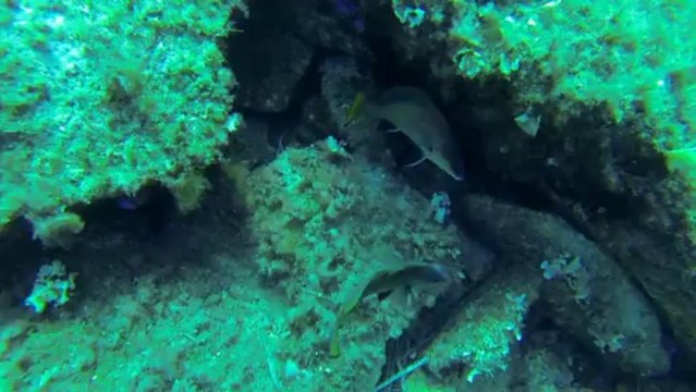 Plongées Levant UCPA 2013 ;)_mpeg4