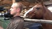 Un cheval qui veut mordre l'oreille d'un caméraman