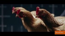 The Stabilization Power of Chicken Heads Featured in New Commercials