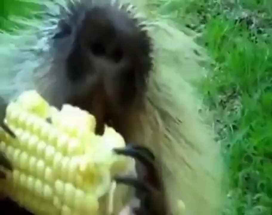 Kingdom of Pets: We're not just animal experts, we're animal lovers too!