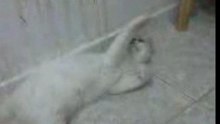 Vid002