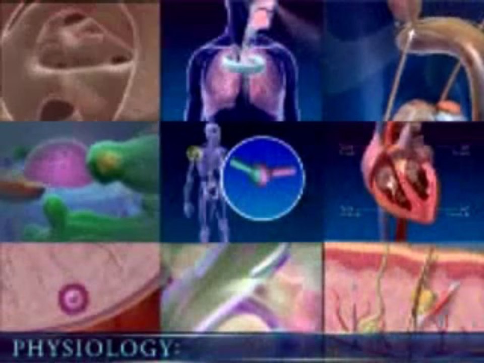 Visible Body: Human Anatomy Atlas