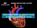 Human Anatomy   Heart circulatory system