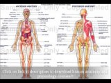 Human Anatomy And Physiology Marieb Free Download | Medical University & Medical Studies