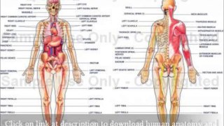 Human Anatomy And Physiology Marieb Free Download | Medical University & Medical Studies