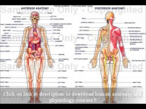 Human Anatomy And Physiology Marieb Free Download | Medical University & Medical Studies