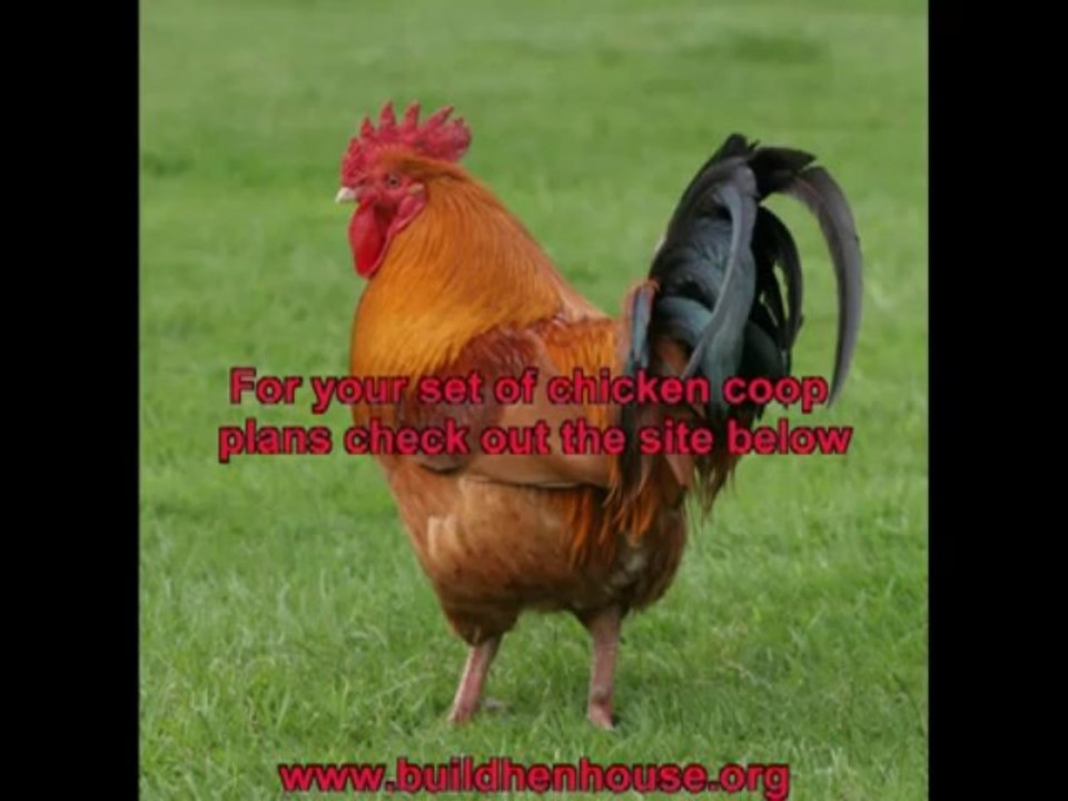 building a chicken coop plans.