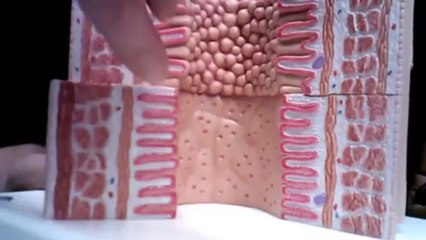 Human Anatomy: Stomach, Small intestine, Large Intestine