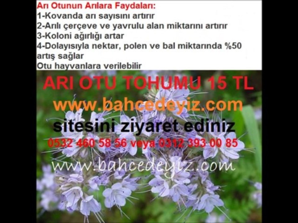 arı otu tohumları,ARI OTU TOHUMU,ARI-OTU-TOHUMU, arı otu tohumu, arı otu tohumu satışı,fazelya tohumu