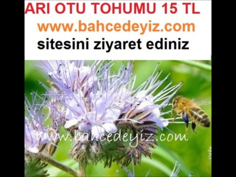 arı otu tohumu,ARI OTU TOHUMU,arı-otu-tohumu, arı otu tohumu,fazelya,arıotu tohumu