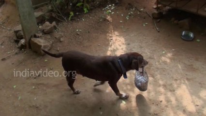 Amazing Dog - Pet Dog Going Grocery Shop