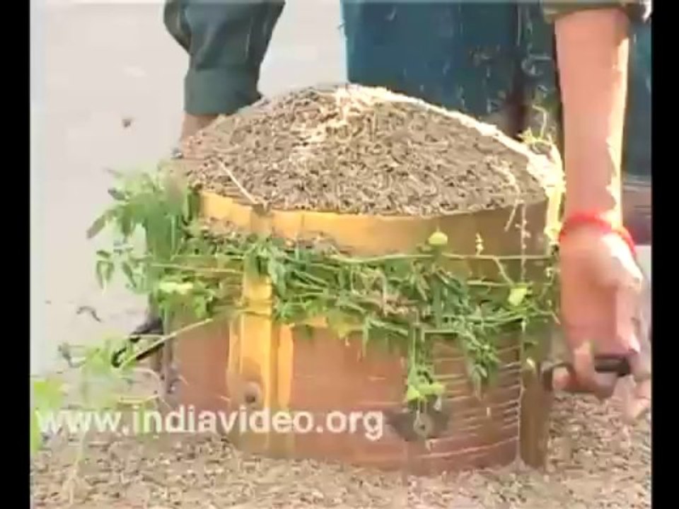 Farming Navara Rice, Kerala